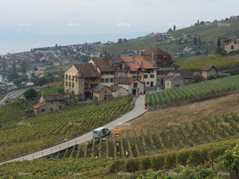 Vendanges dans les vignobles de Lavaux