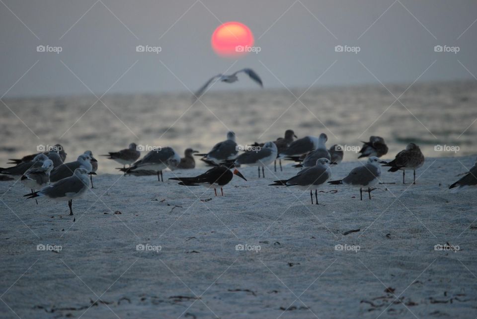 Seagulls on the beach at sunset 