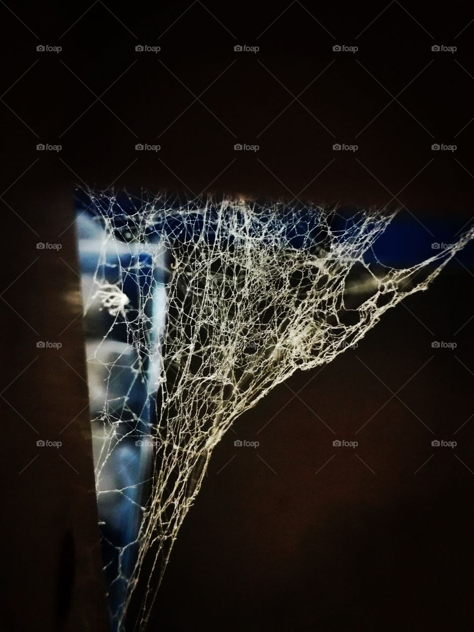 toile araignée, spider web