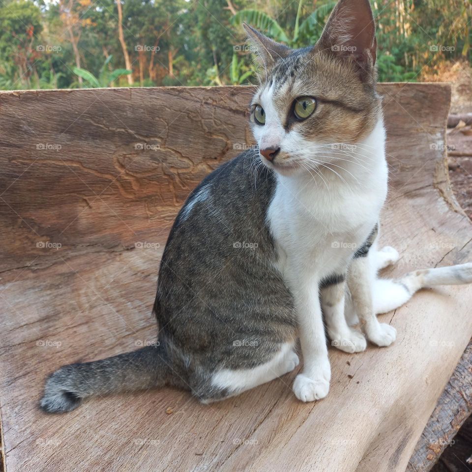 Beautiful cat sitting on a piece of wood
