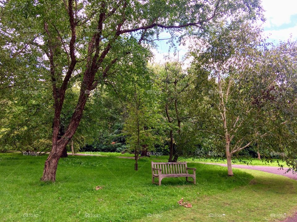 pine tree park and the bench