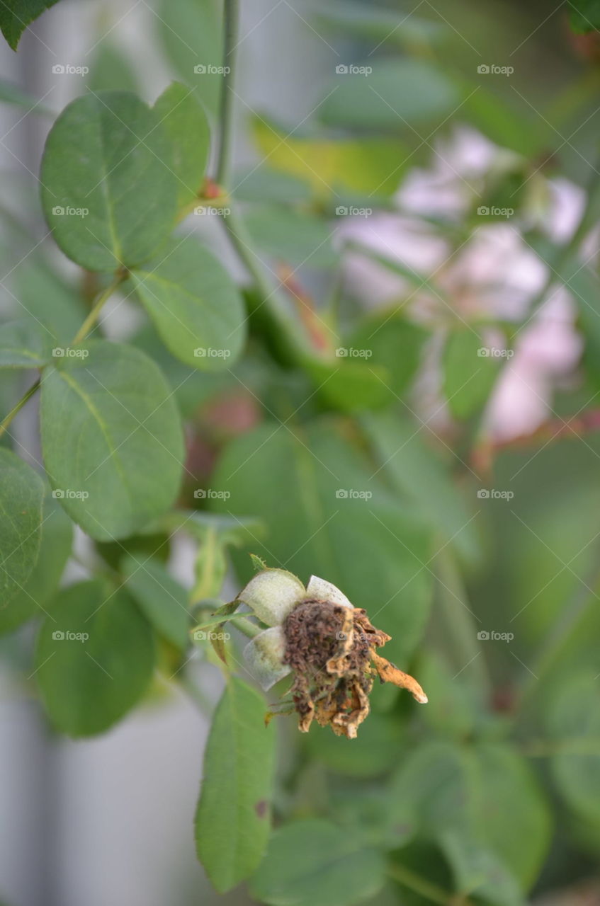 Leaf, Nature, Flora, Growth, No Person