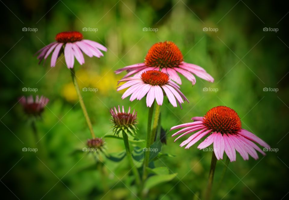 Close-up of a group of pink Coneflowers on a Summer's day.