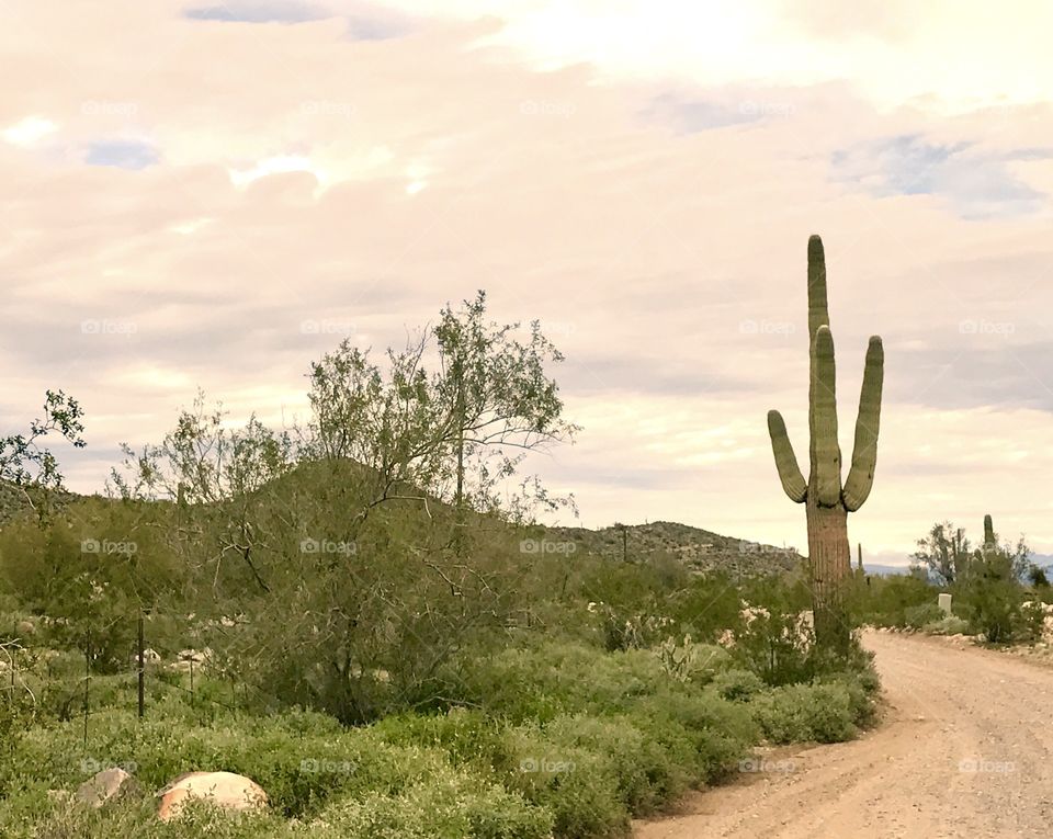 Desert Road