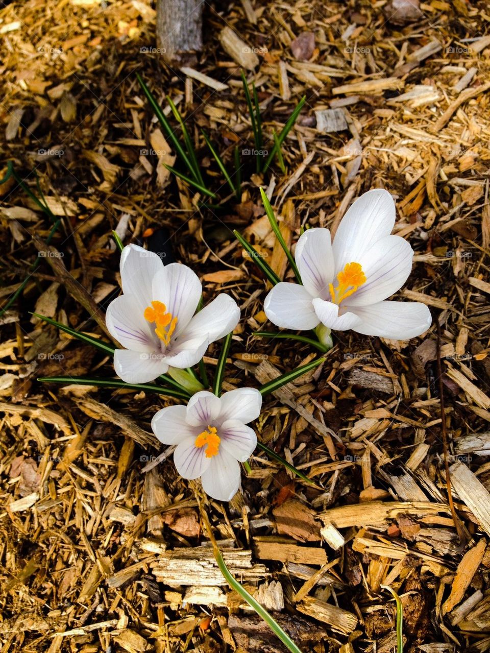 crocus