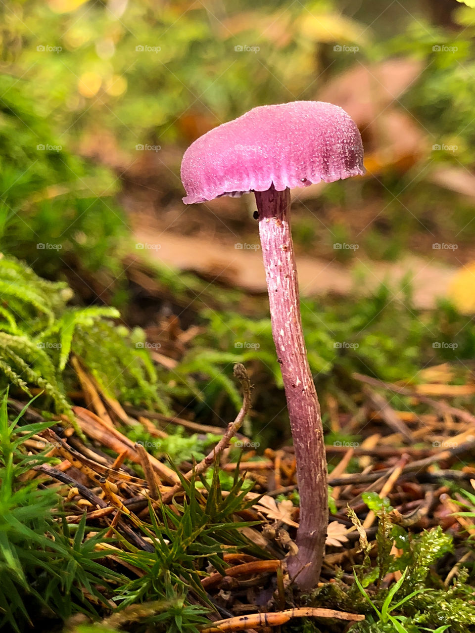 On the forest floor