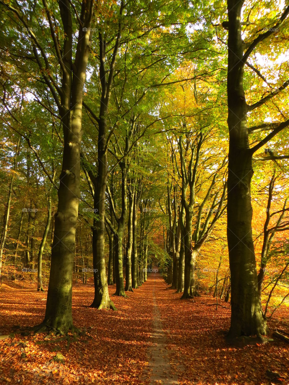 Beech forest . Fall beauty in the sun