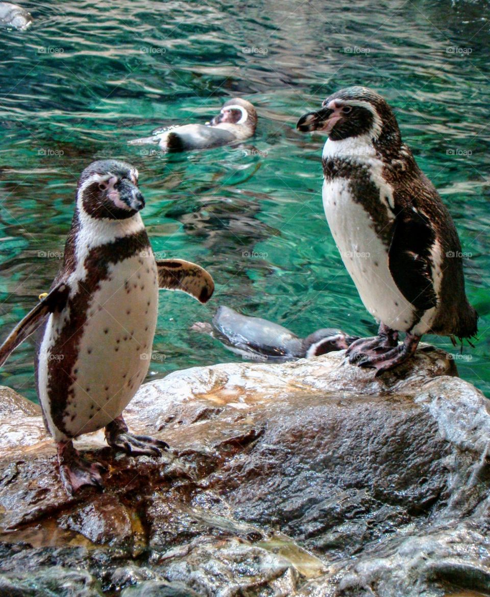 Family of penguins in Loro Park, Tenerife, Spain