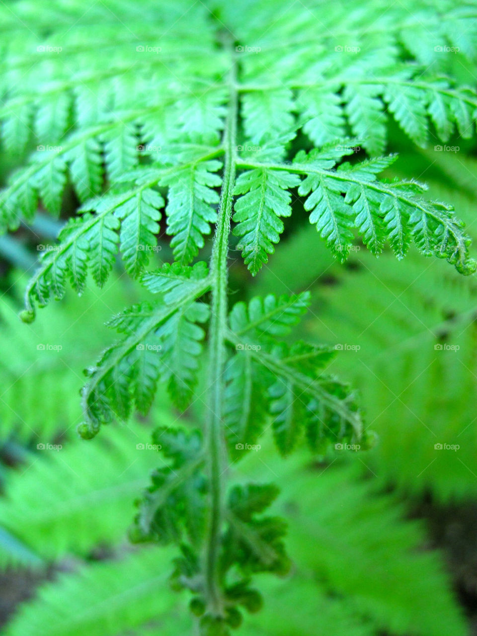 Fern frond