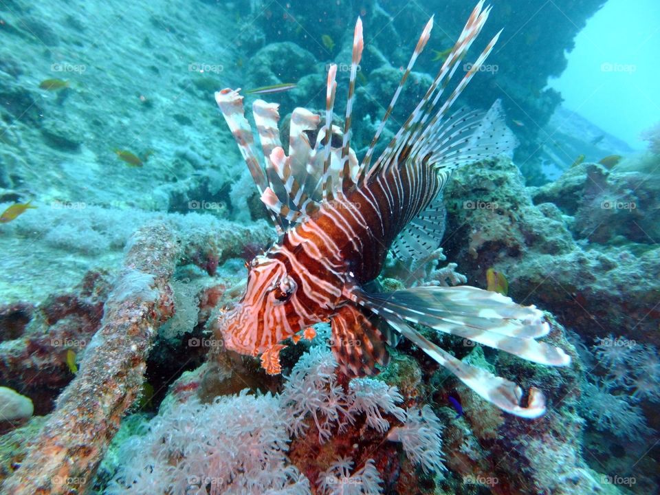 Lion fish