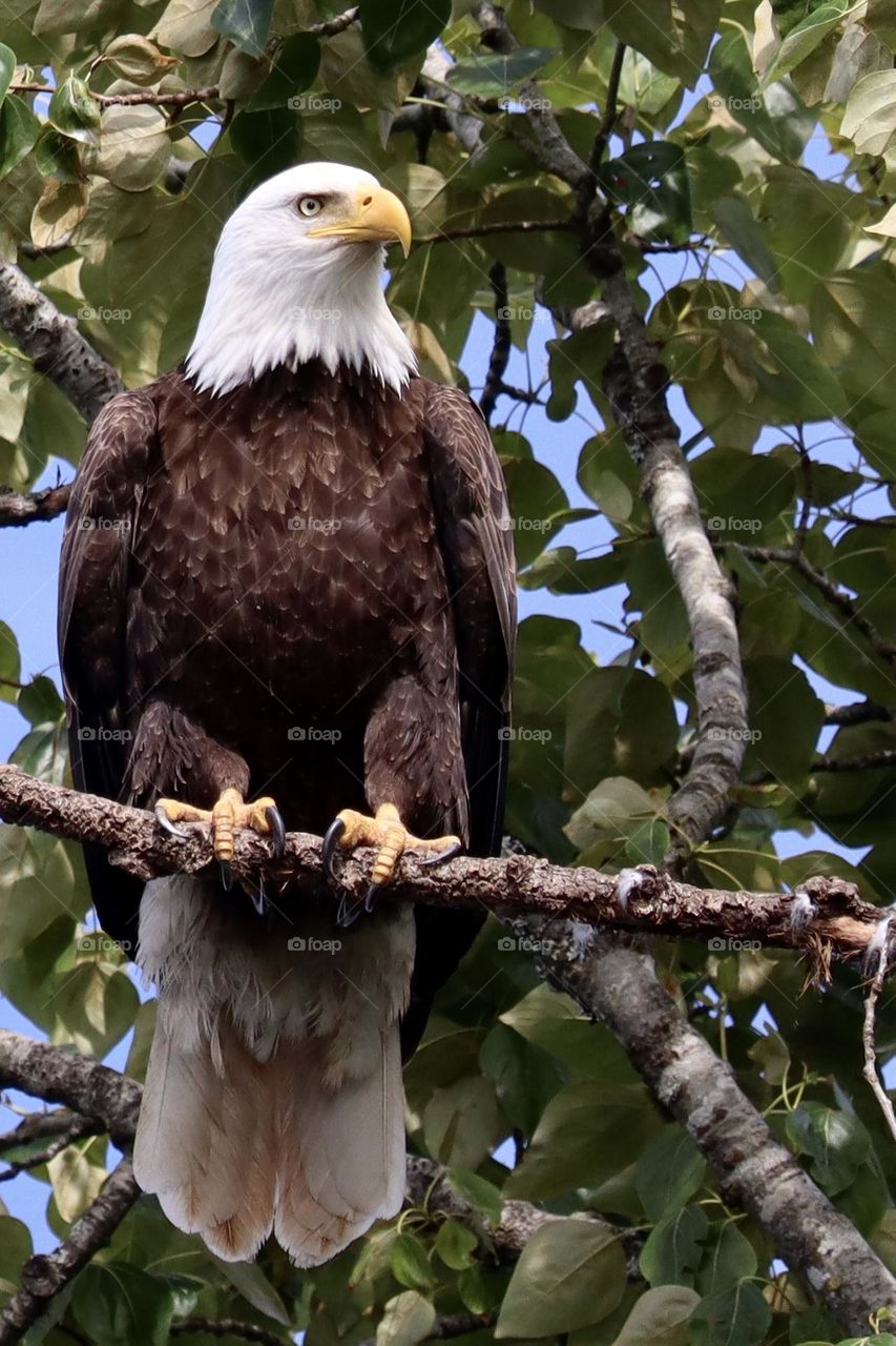The grand bald eagle rests high above in the trees as it observed its territory 