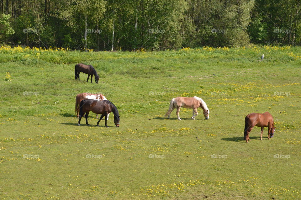 Horses In A Grassfield