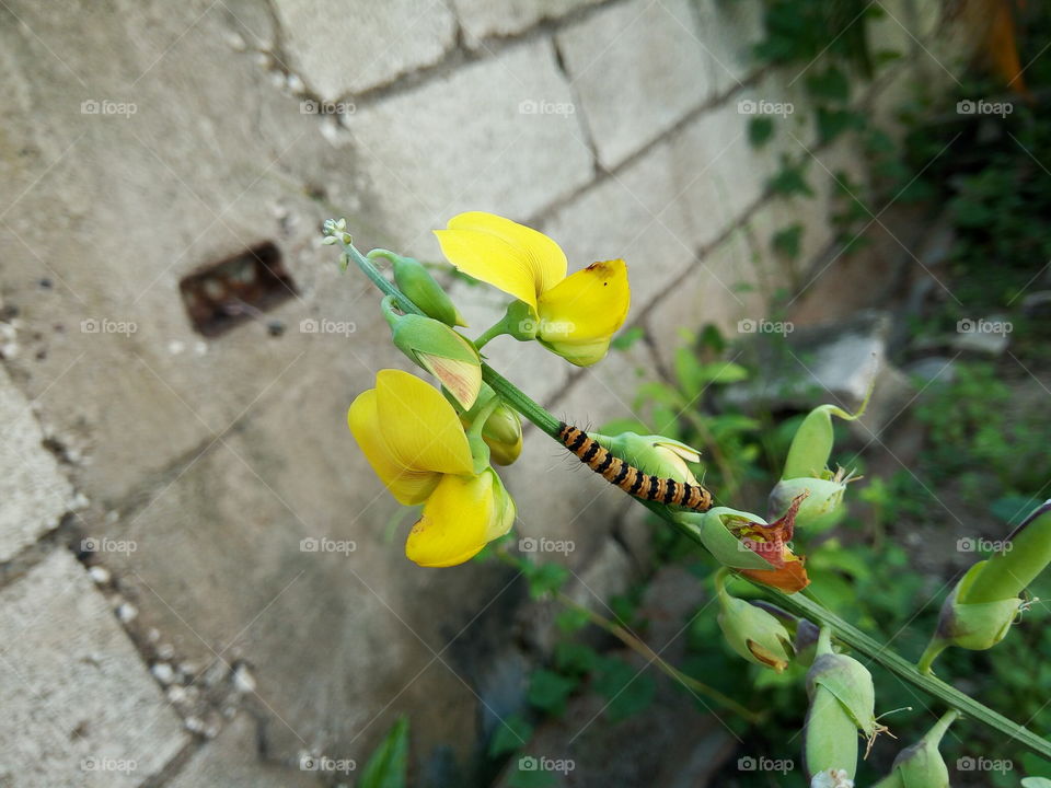 sleepy caterpillar on a flower