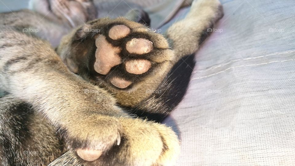 cat's paws