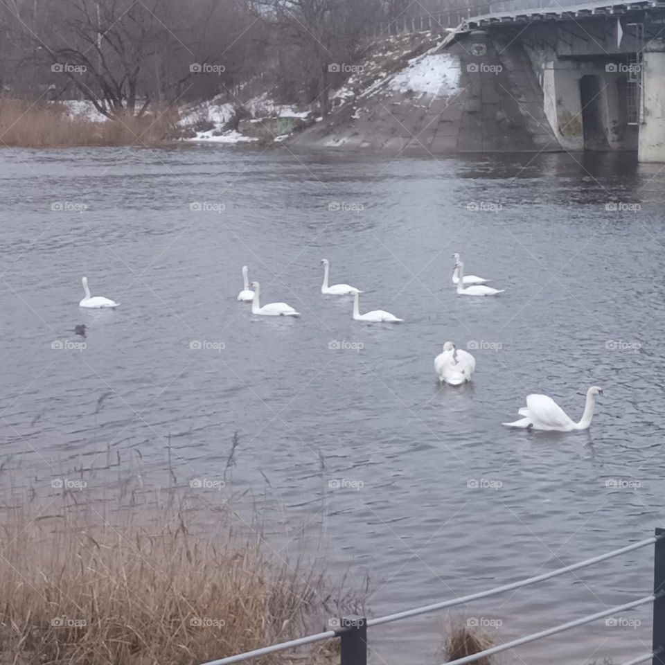Swans