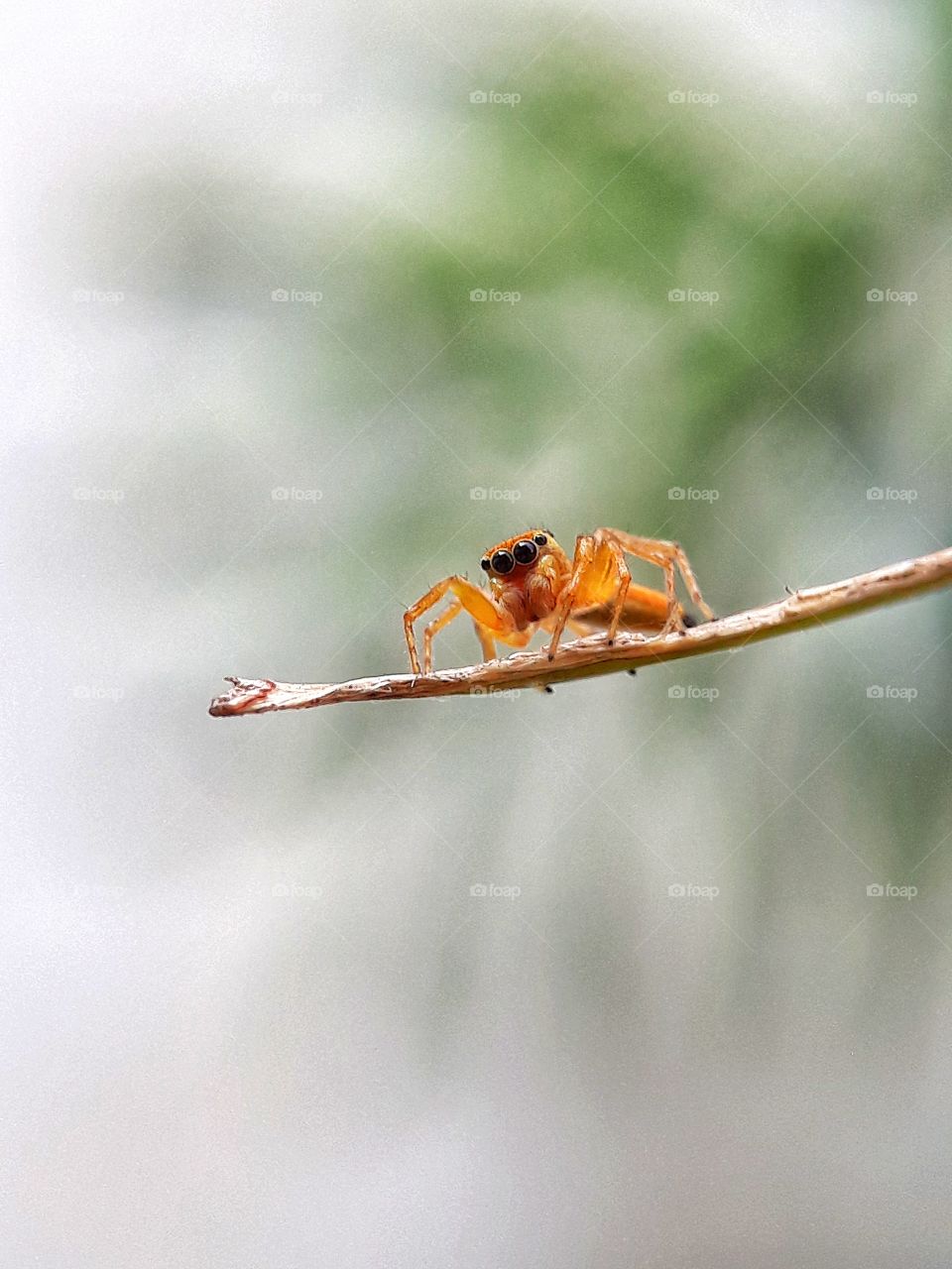 This jumping spider was captured using macro lens from my garden