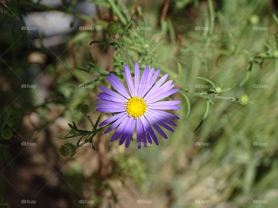 Nature, Flower, Flora, Summer, Garden