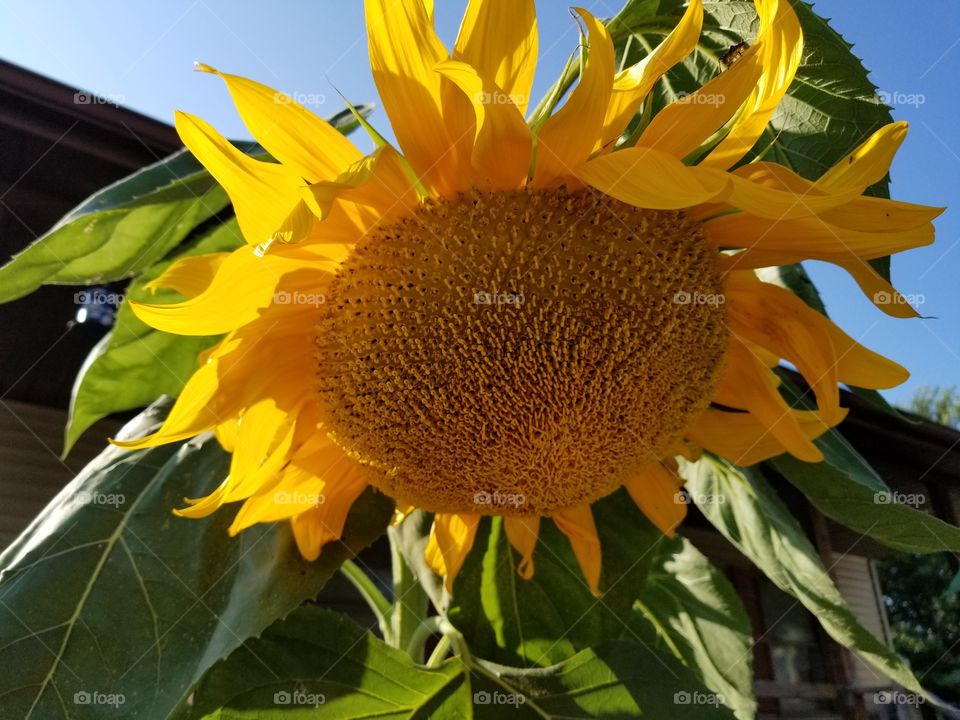 Sunflower- 1