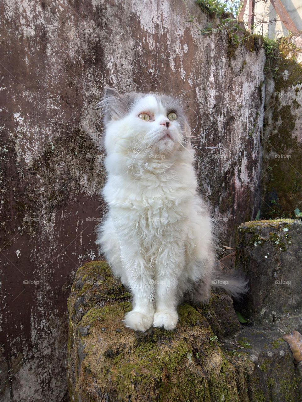 Cat sitting alone staring at the sky