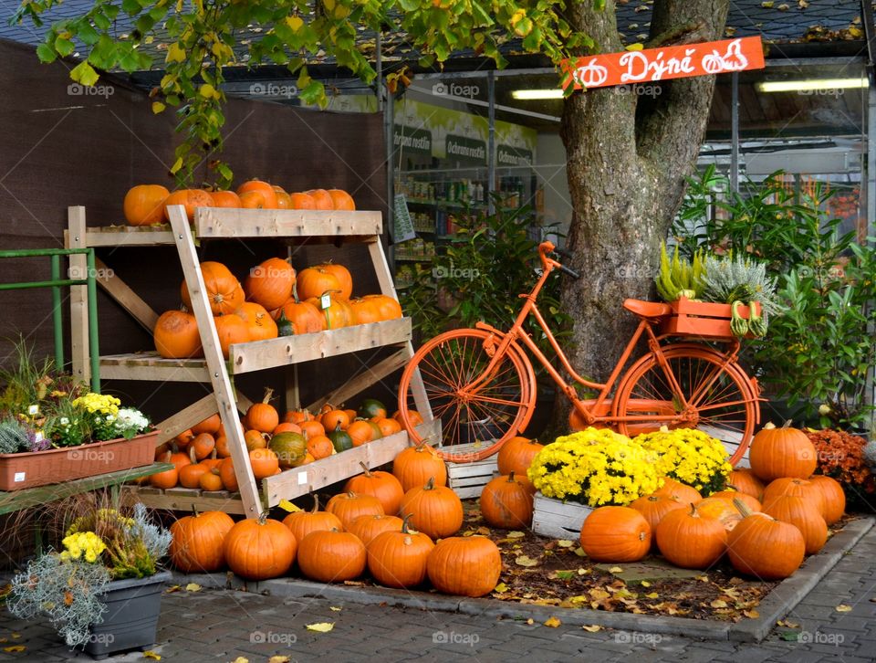 Pumpkins and orange bicycle