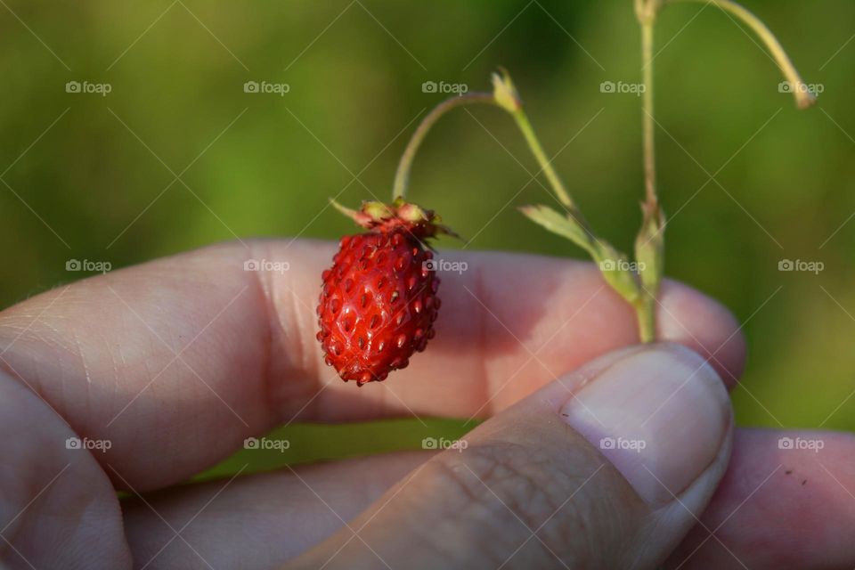 wild strawberry 🍓