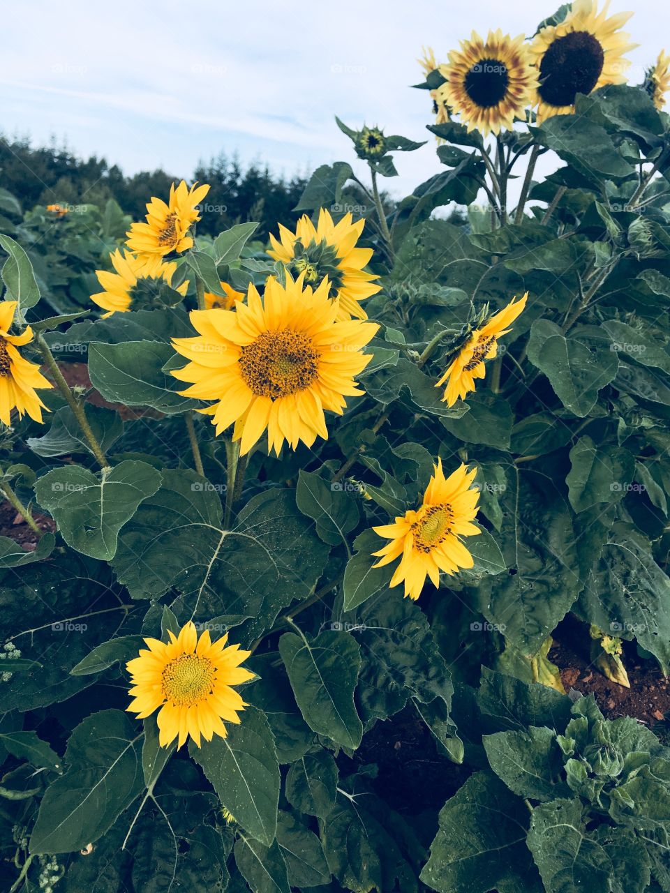 Yellow Sunflowers growing in a country garden surrounded by green leaves. 