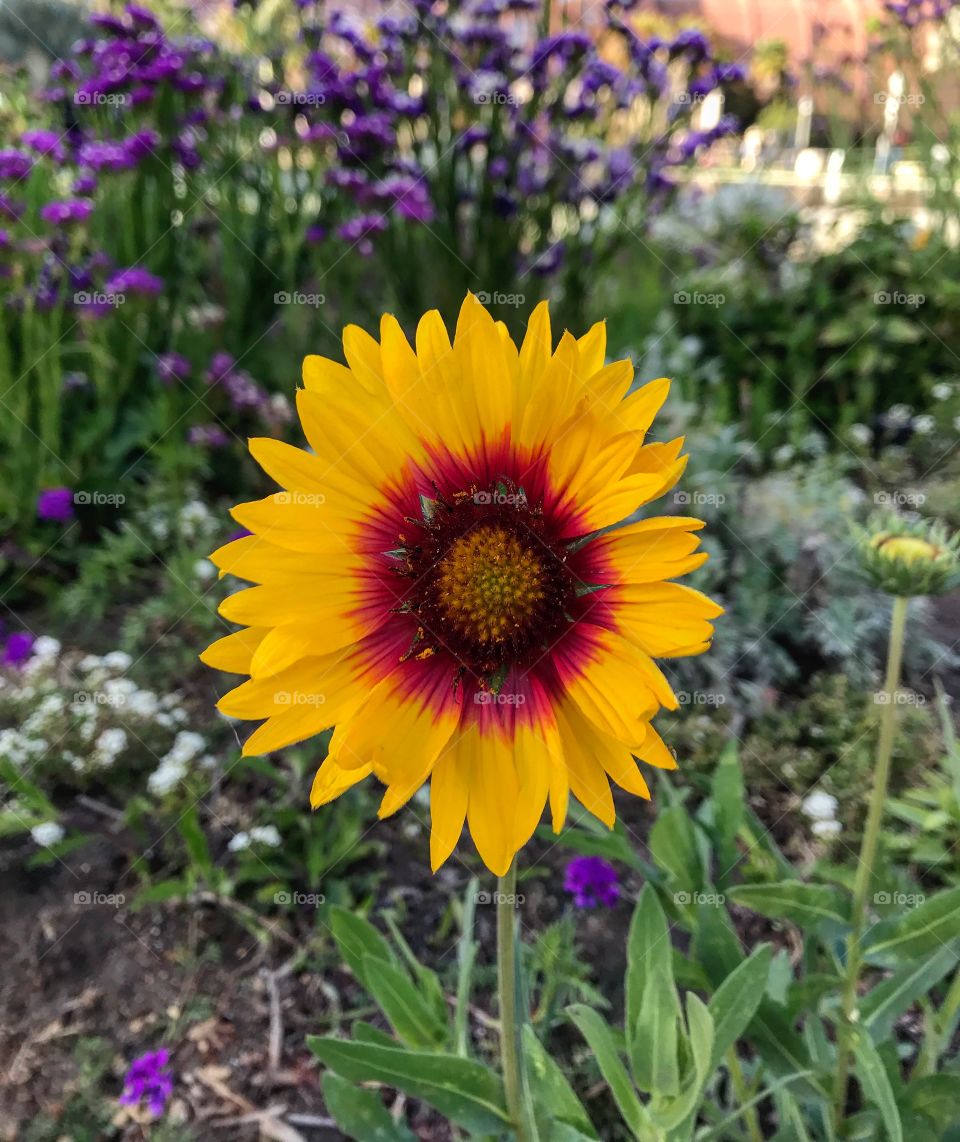 The red detail on a flower with yellow petals, causing it to stand out 
