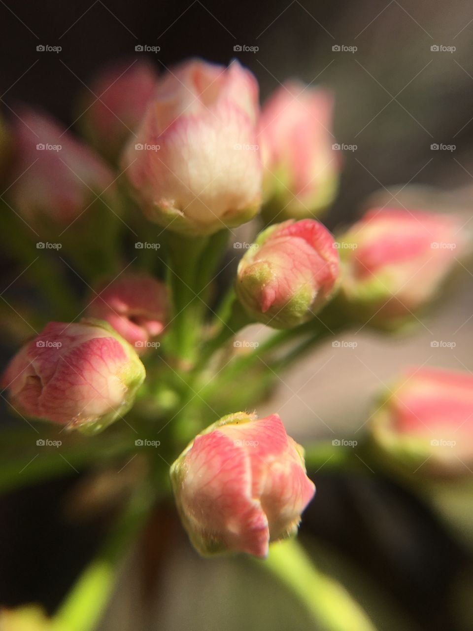 Early buds in Spring