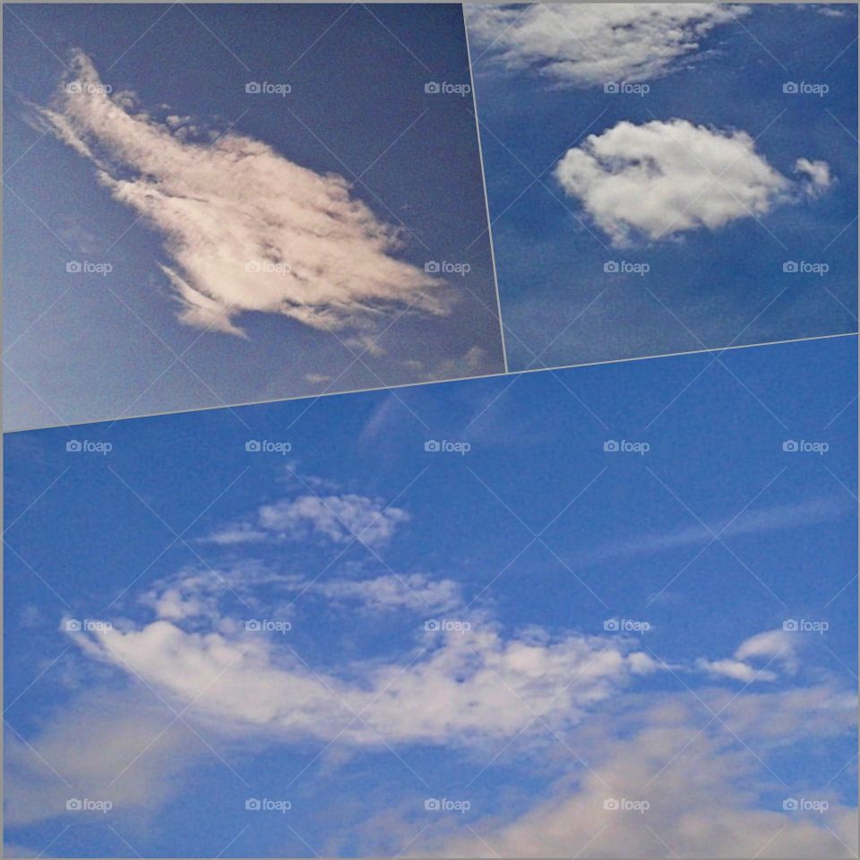 Three different types of the fish cloud .