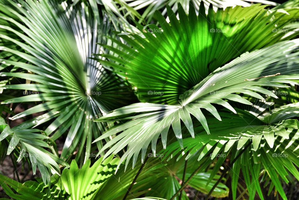 Light reflections on leaves