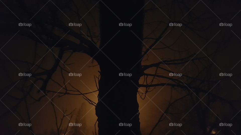 spooky tree