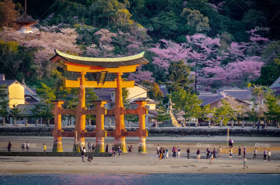 The most amazing bloomy welcome to the island of Miyajima with its famous torri gate