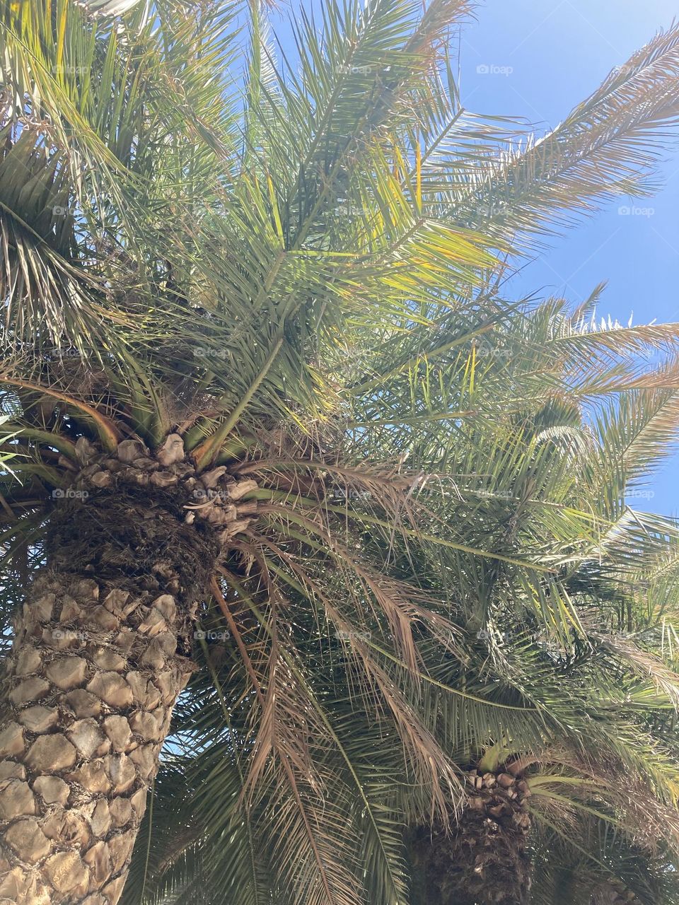 Blue sky and tall palm trees. I love palm tree. Palm tree obsessed. Summer view. Sunny day during vacation 