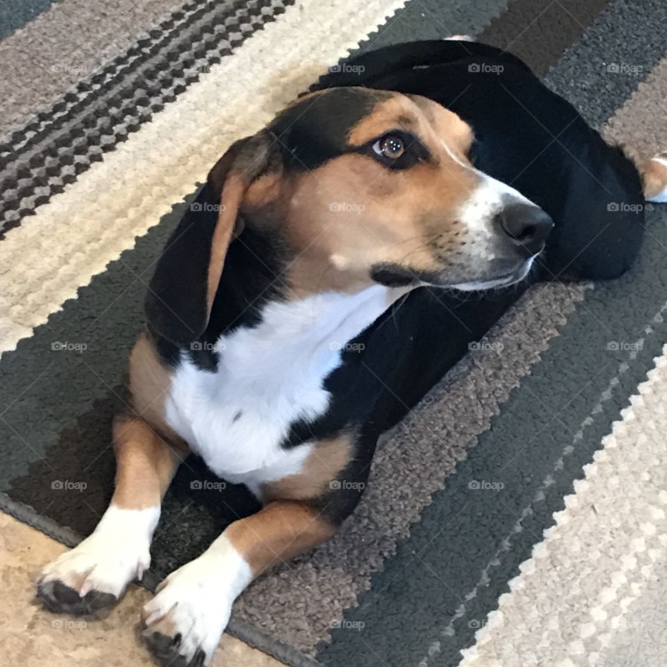 Adorable Beagle Basset Hound mix dog 
