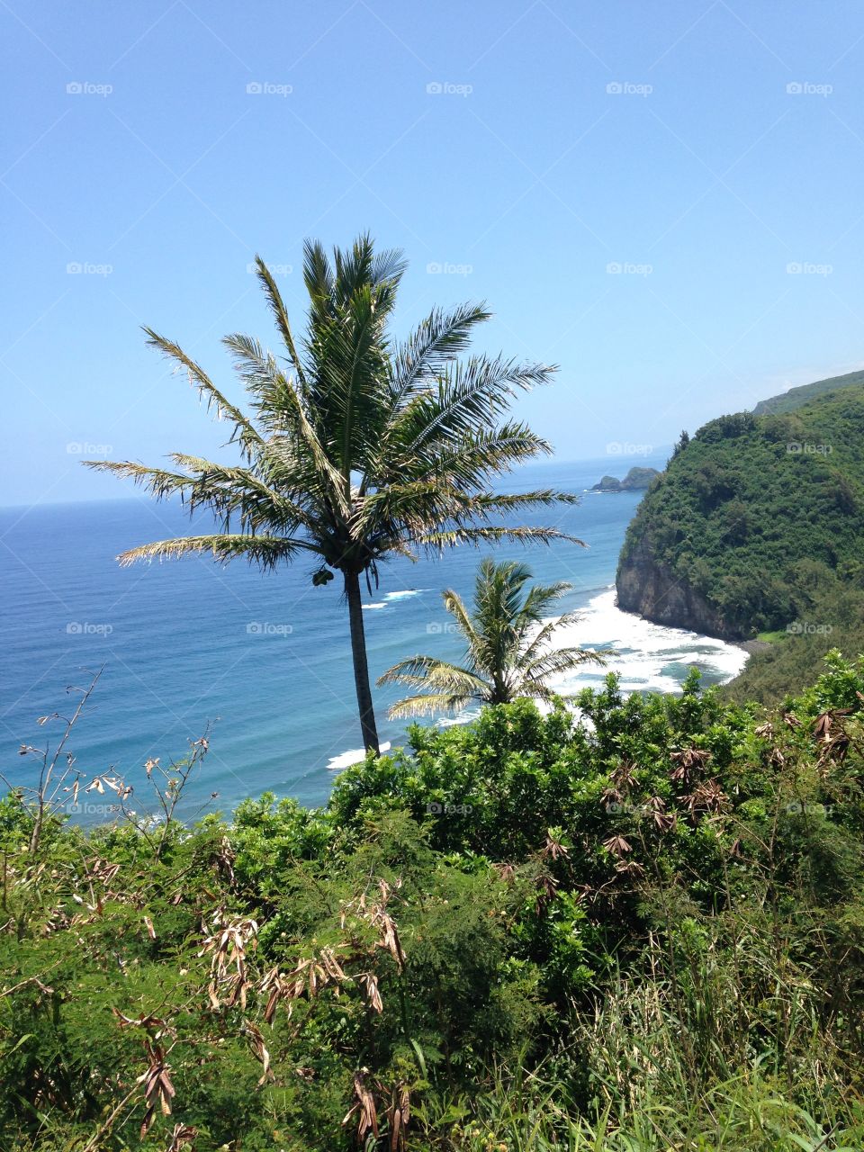 Palm trees growing on coastline with cliff