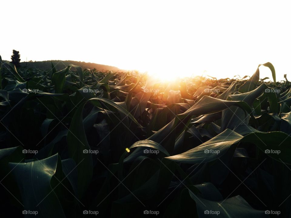 Cornrows at Sunset