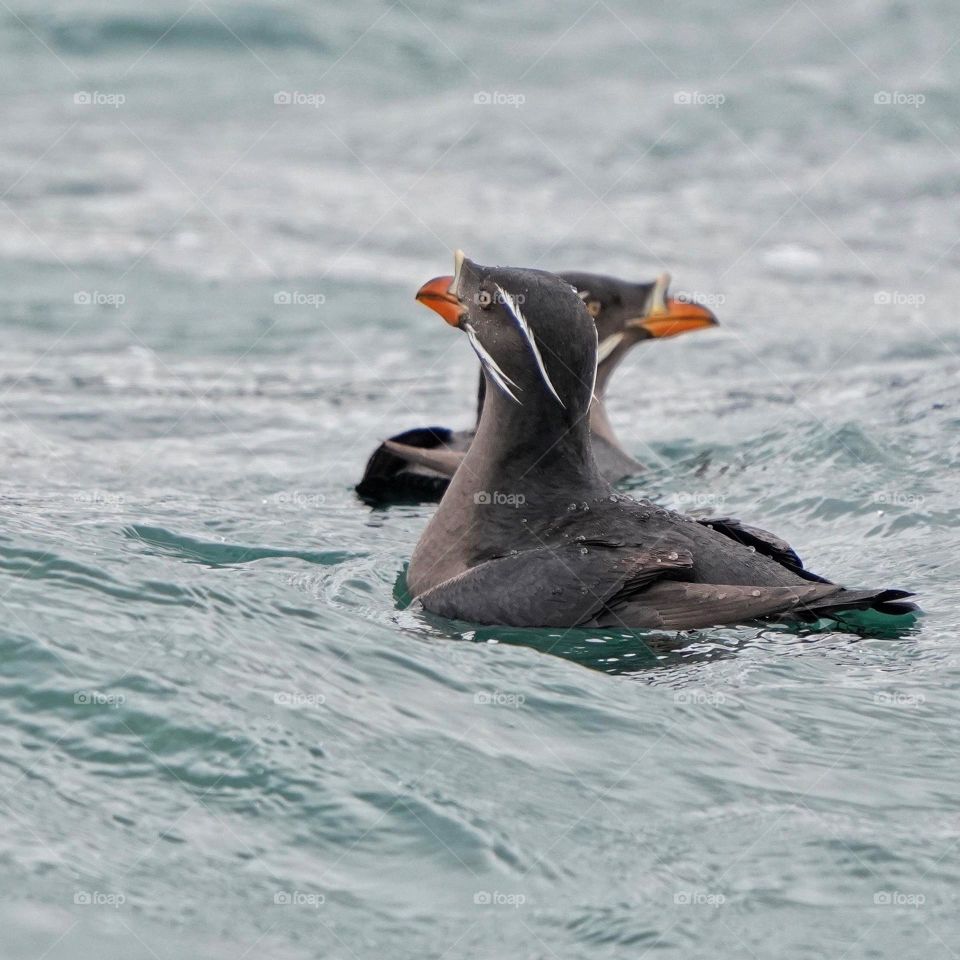 Rhinoceros Auklet pair 