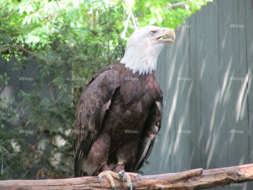 zoo europe eagle gardens by swatchtime