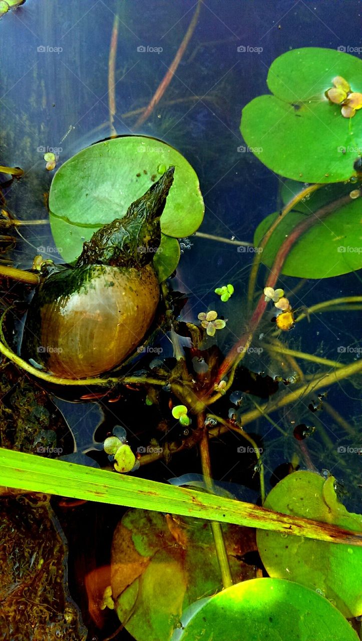 pond#water#shell#snail#water lily