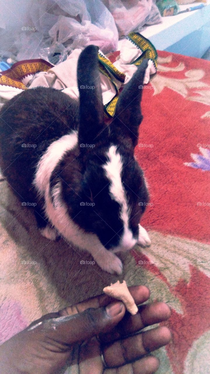 Rabbit UP India Extravagant Black