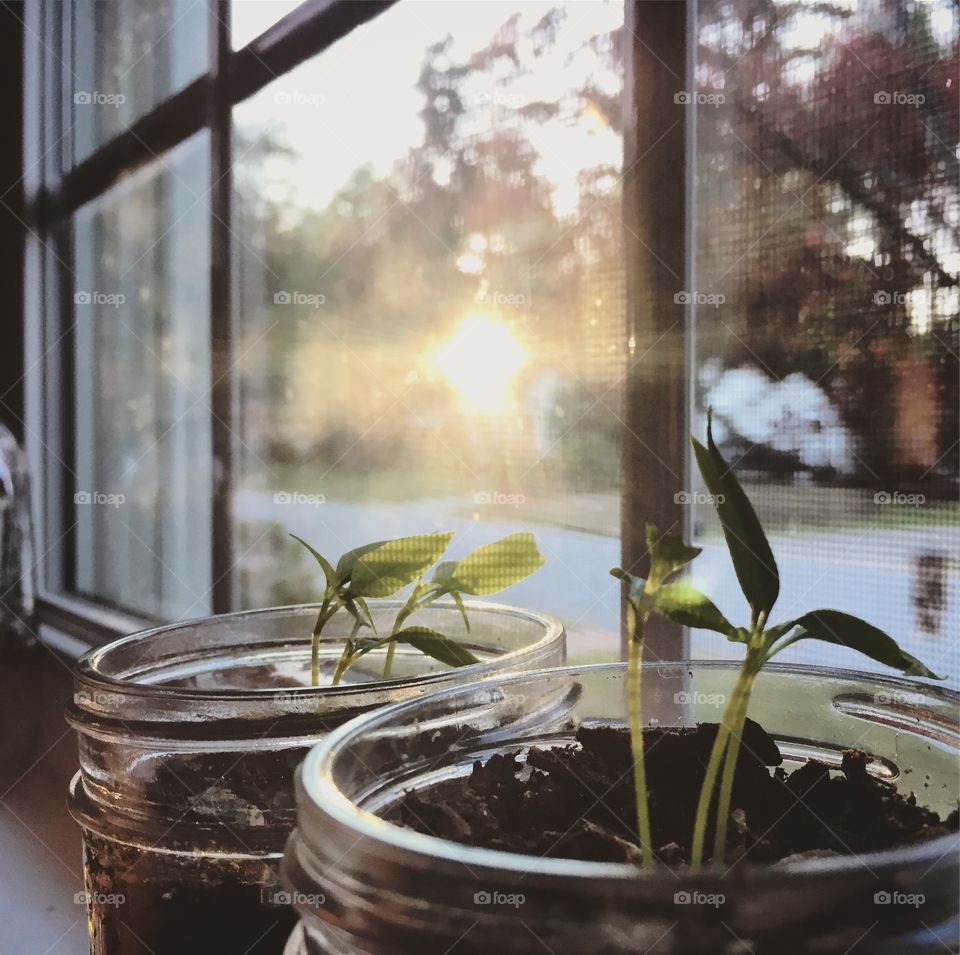 Kitchen garden