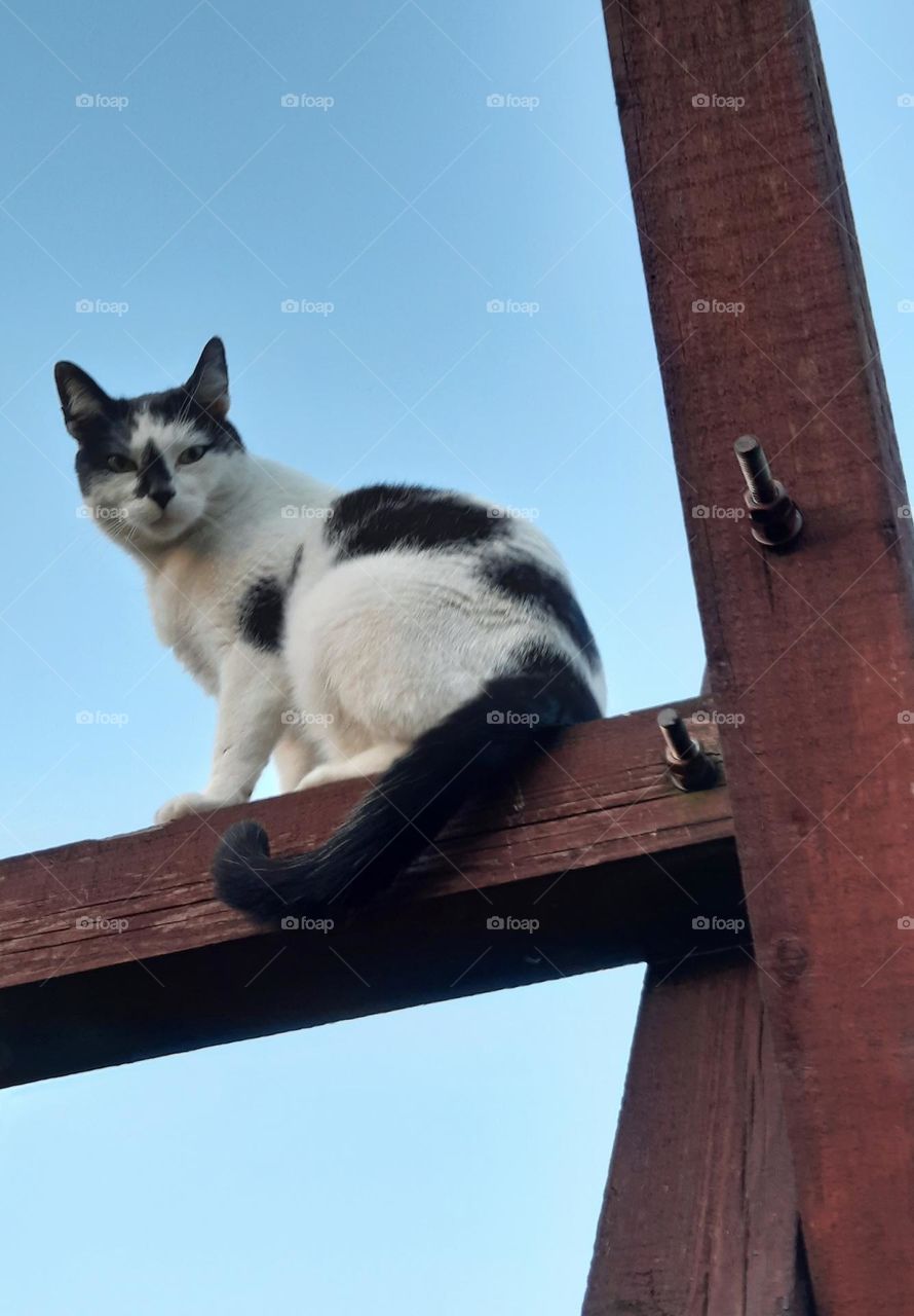 B&W cat looking from above