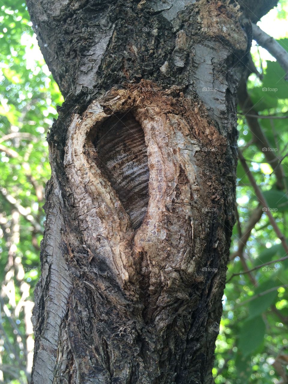 Knot in a tree outdoors