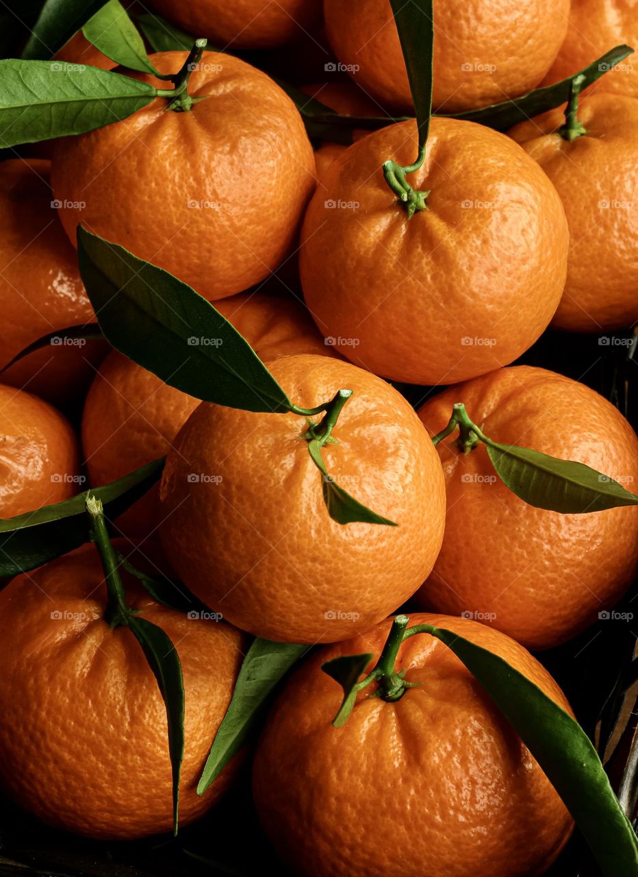 Ripe round oranges, fresh from the tree with green leaves still attached 