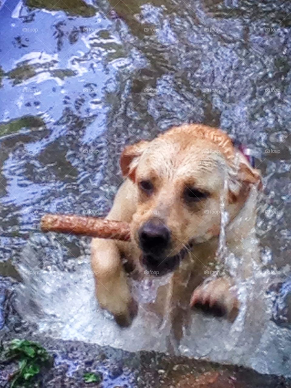 Waterdog