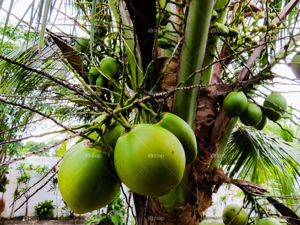 Coconut palm