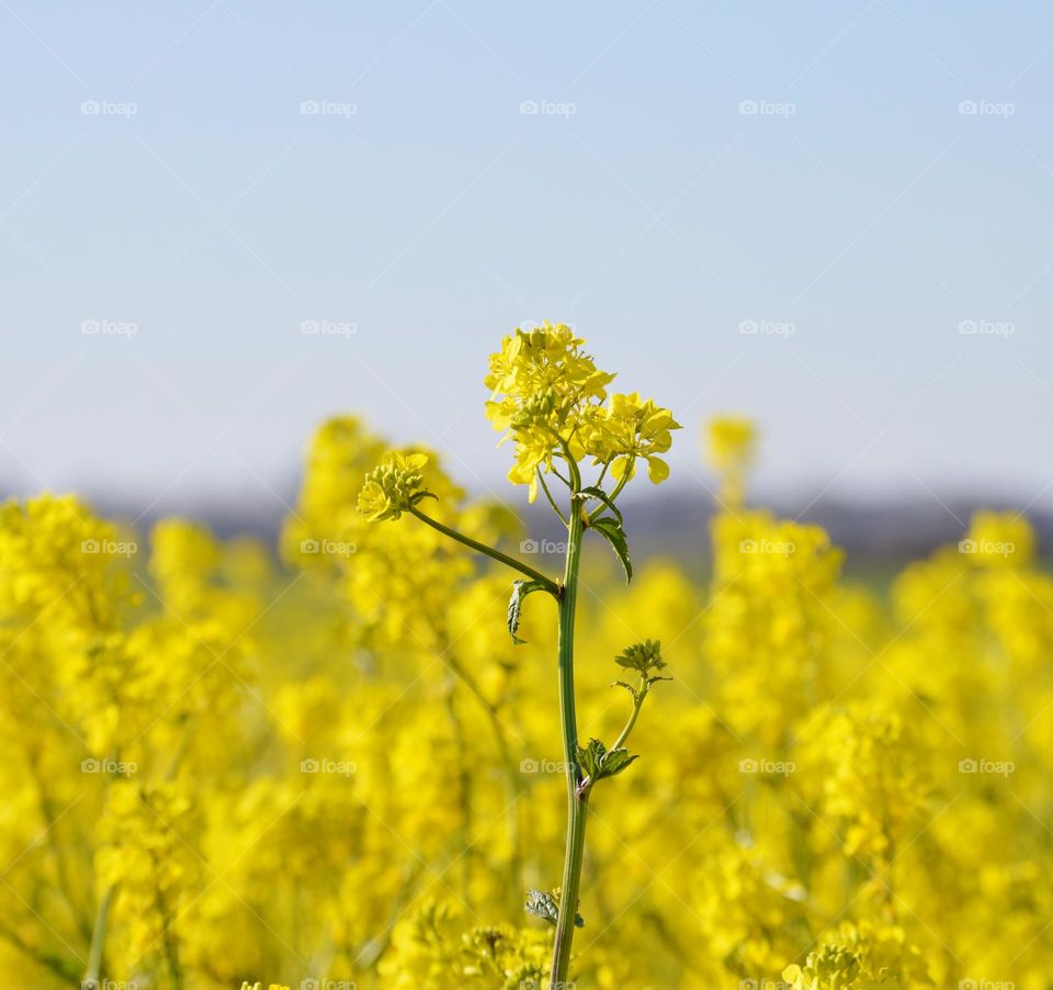 Springtime flowers are here