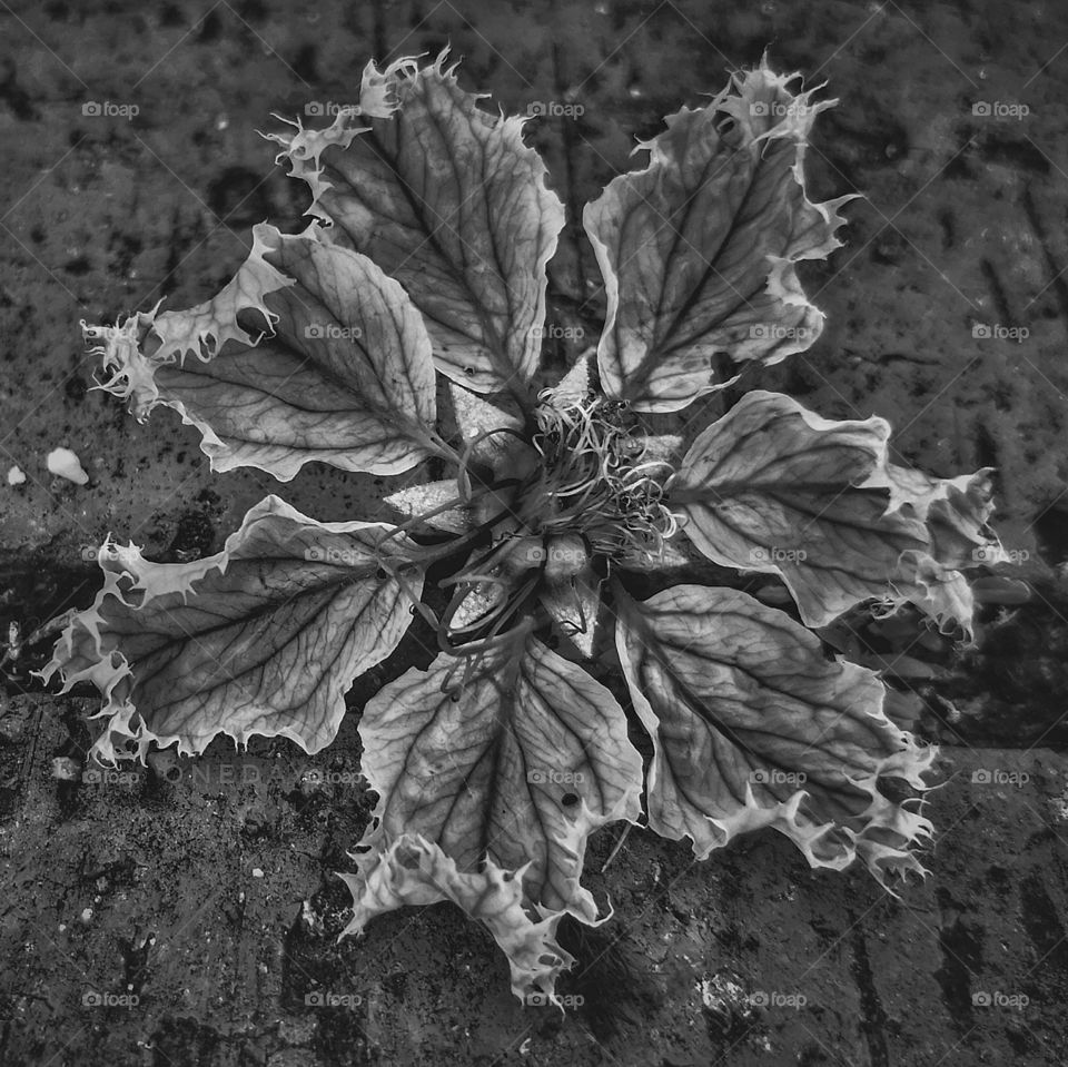 Pattern of leaf 🍁