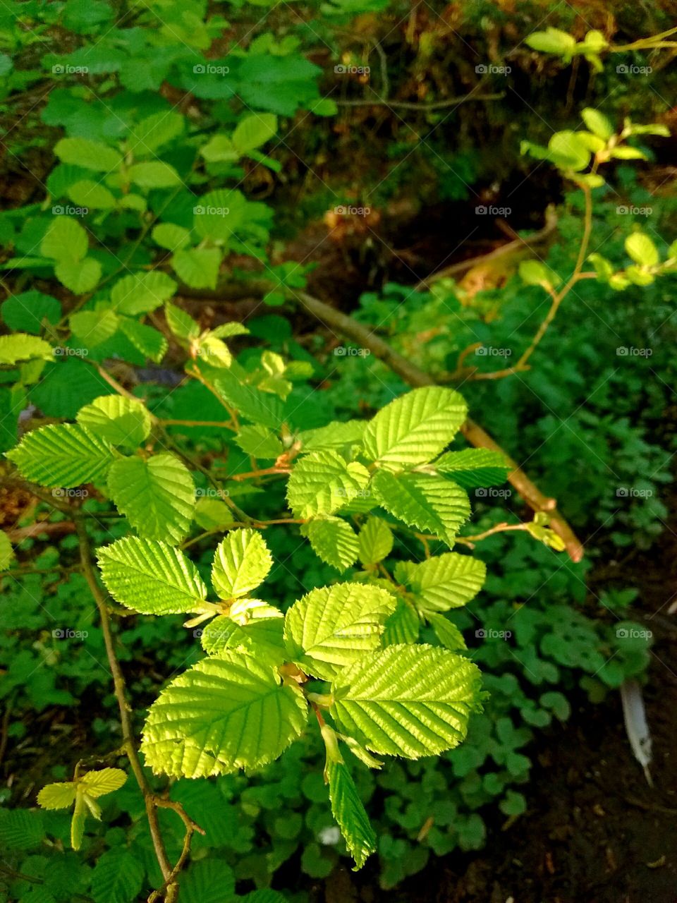 forest foliage