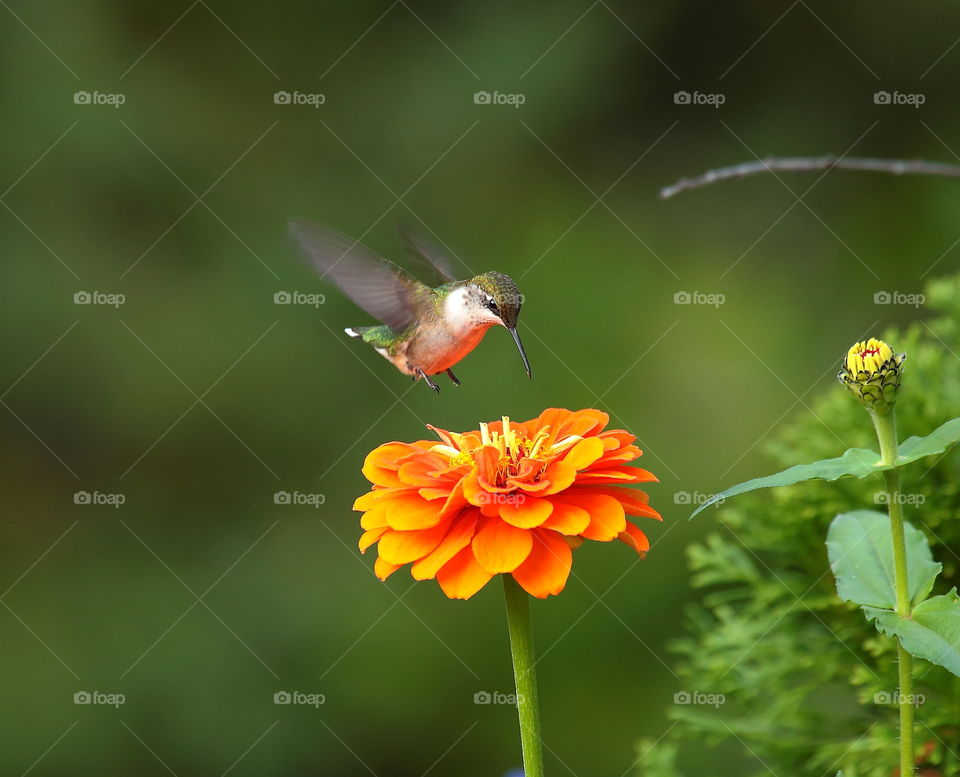 Hummingbird  is looking  for  some food
